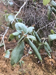 Ceanothus incanus