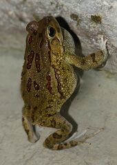 Sclerophrys garmani