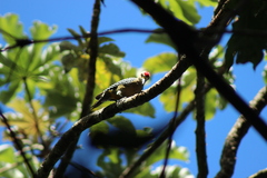 Melanerpes hoffmannii