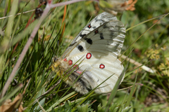Parnassius phoebus