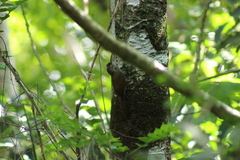 Lepidocolaptes souleyetii