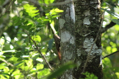 Lepidocolaptes souleyetii