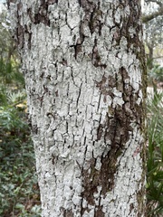 Cryptothecia striata