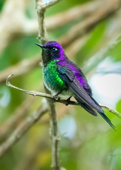 Ramphomicron microrhynchum