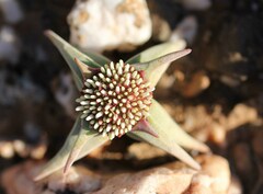 Crassula congesta