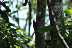 Lepidocolaptes souleyetii