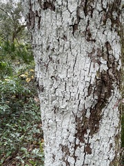 Cryptothecia striata