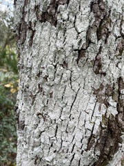 Cryptothecia striata