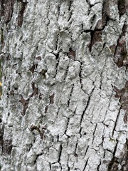 Cryptothecia striata