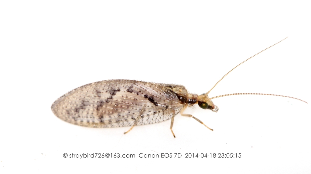 Wesmaelius ulingensis