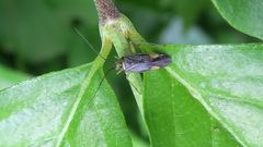 Closterotomus trivialis