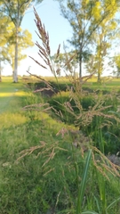 Sorghum halepense