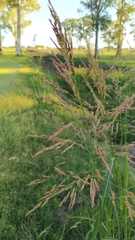 Sorghum halepense