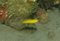 Halichoeres chrysus