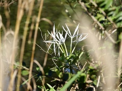 Crinum americanum