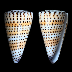 Conus litteratus