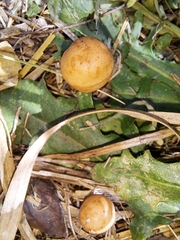 Agrocybe pediades