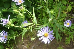 Symphyotrichum novi-belgii novi-belgii