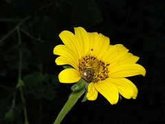 Euphoria leucographa