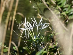 Crinum americanum