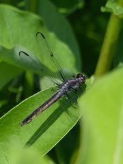 Libellula incesta