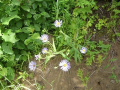 Symphyotrichum novi-belgii novi-belgii