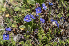 Veronica fruticans