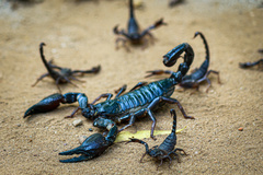 Heterometrus thorellii