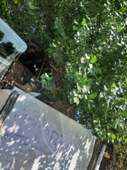 Populus