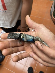 Sceloporus torquatus