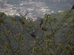 Patagioenas flavirostris