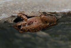 Ptychadena anchietae