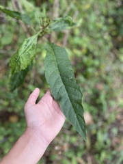 Phytolacca americana