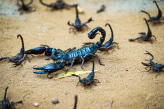 Heterometrus thorellii