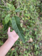 Phytolacca americana