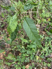 Phytolacca americana
