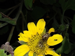 Euphoria leucographa