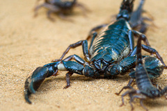 Heterometrus thorellii