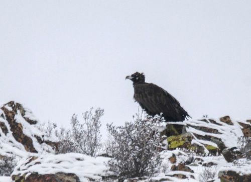 Cinereous Vulture (Aegypius monachus), photo 7