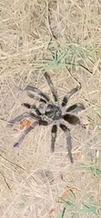 Grammostola