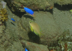 Pomacentrus amboinensis