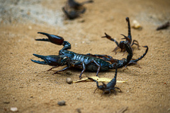 Heterometrus thorellii