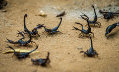 Heterometrus thorellii