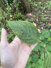 Callicarpa americana