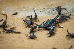 Heterometrus thorellii