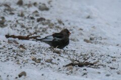 Leucosticte arctoa
