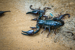 Heterometrus thorellii