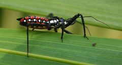 Rhynocoris albopunctatus