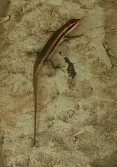 Trachylepis wahlbergii