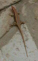 Trachylepis wahlbergii